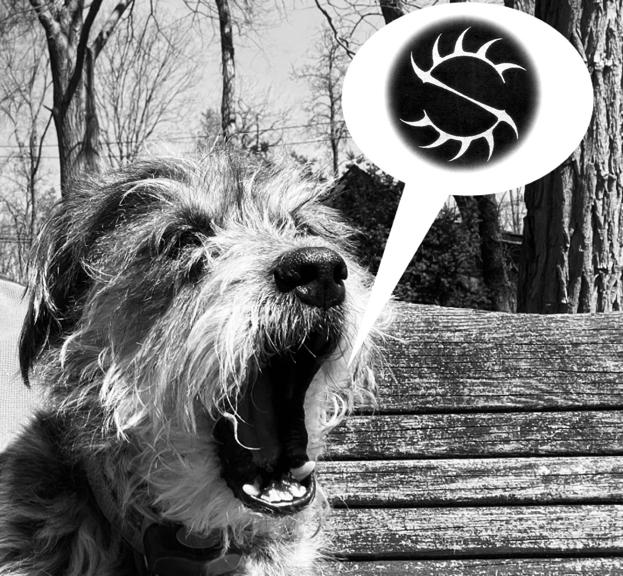 doggy