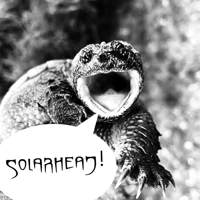 turtle